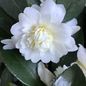 Meet your Posher, Lea